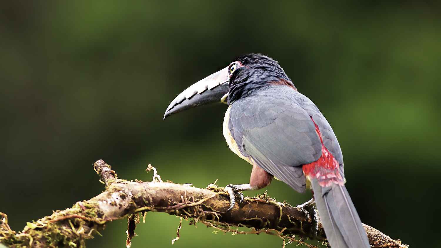 Collared Aracari